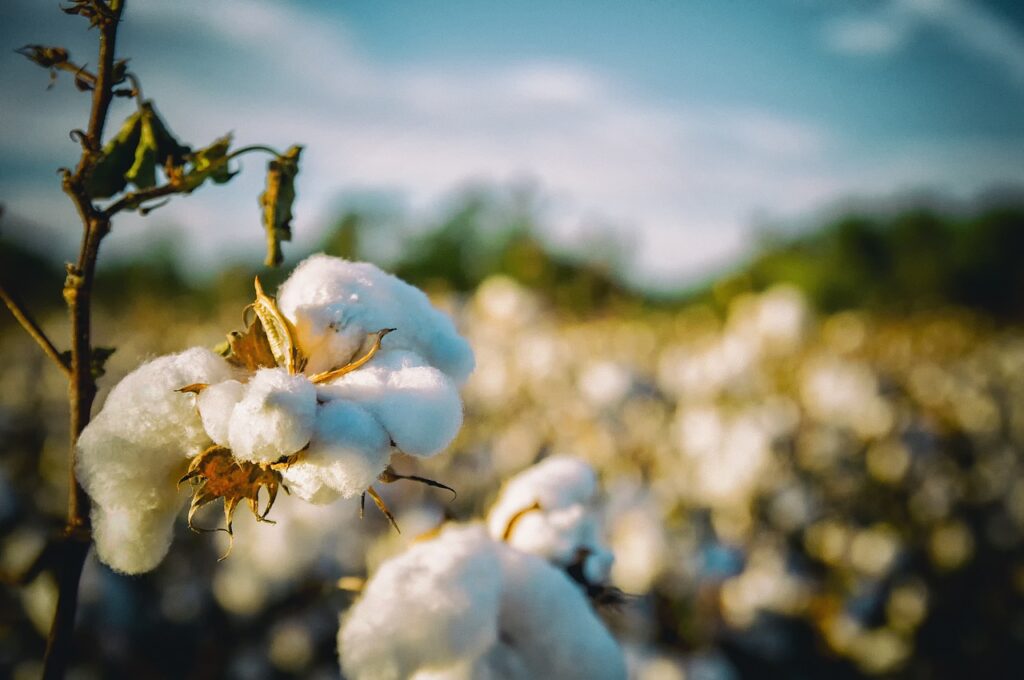 Cotton Updates and Arrivals